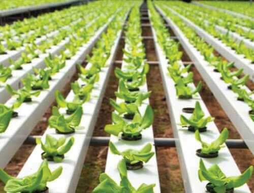 Urban farming for sustainable future. Automated farming with remote monitoring system